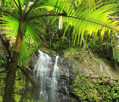 El Yunque National Forest offers scenic roadways, hiking trails and picnic areas.
